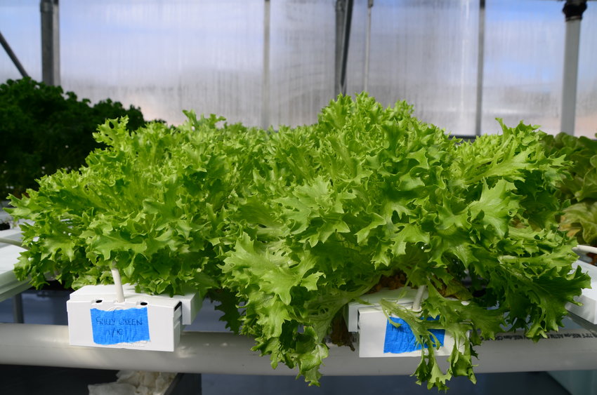 The greenhouse offers several varieties of lettuce.
